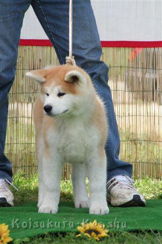 Makiko-12Wo_Akita-Cup2008-in Italien.jpg - Makiko, 12 Wochen auf dem Akita Cup 2008 in Turin